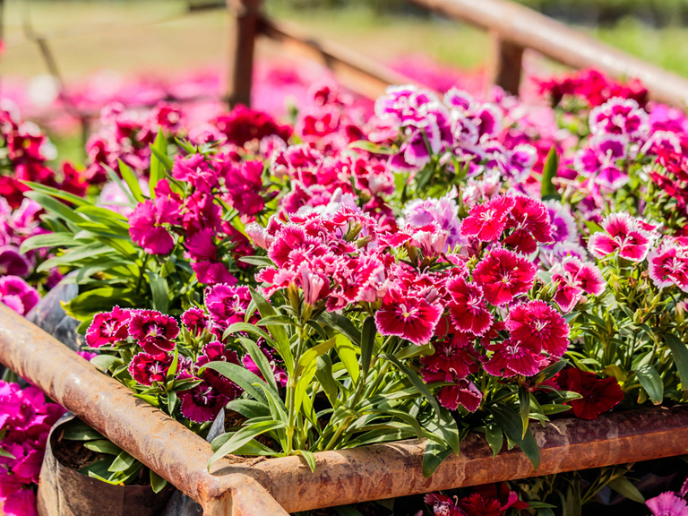 Mách bạn bí kíp cắt tỉa hoa cẩm chướng giúp cây mau ra hoa