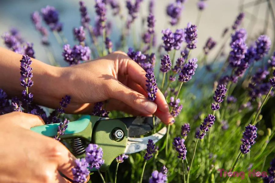 Hướng dẫn cách cắt tỉa hoa oải hương – Lavender