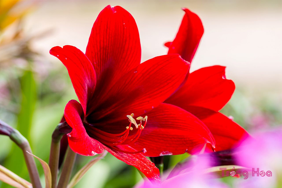 Hoa loa kèn đỏ tượng trưng cho sự may mắn
