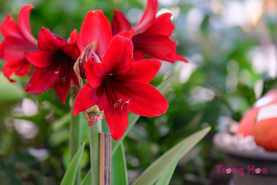 Hoa loa kèn đỏ Amaryllis
