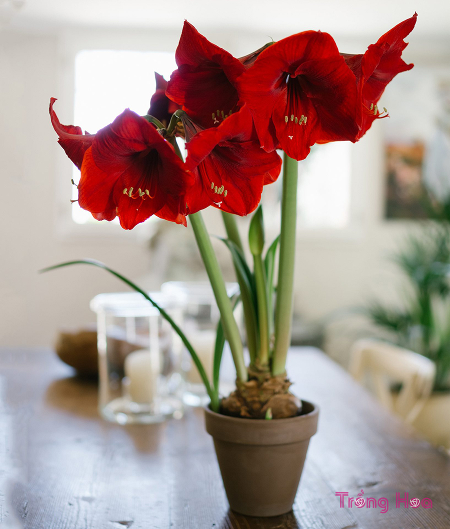 Ý nghĩa của hoa loa kèn đỏ tượng trưng cho sự may mắn