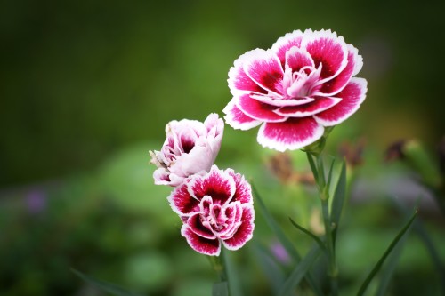 Truyền thuyết và ý nghĩa của hoa cẩm chướng