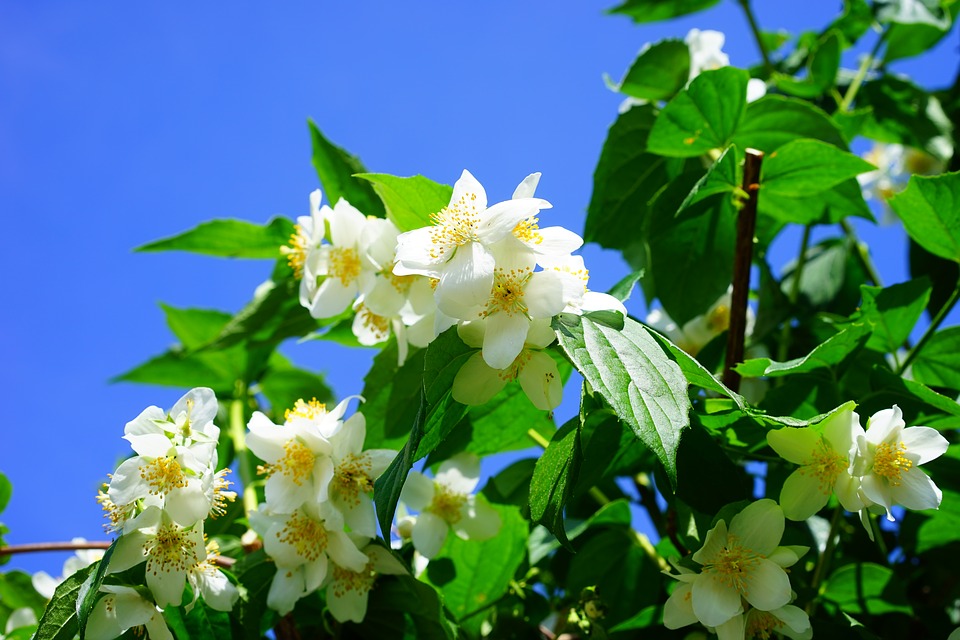 Ý nghĩa và biểu tượng của hoa nhài mang mùi hương thơm ngát