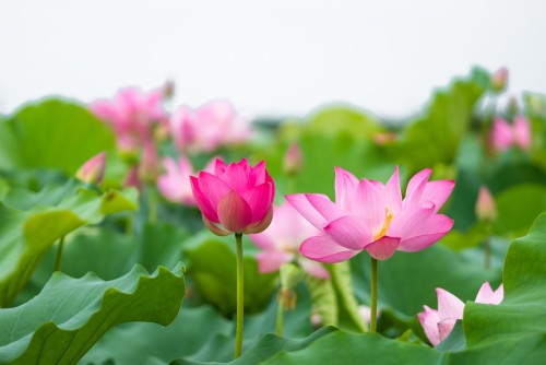 Ý nghĩa của hoa sen – biểu tượng quốc hoa của Việt Nam