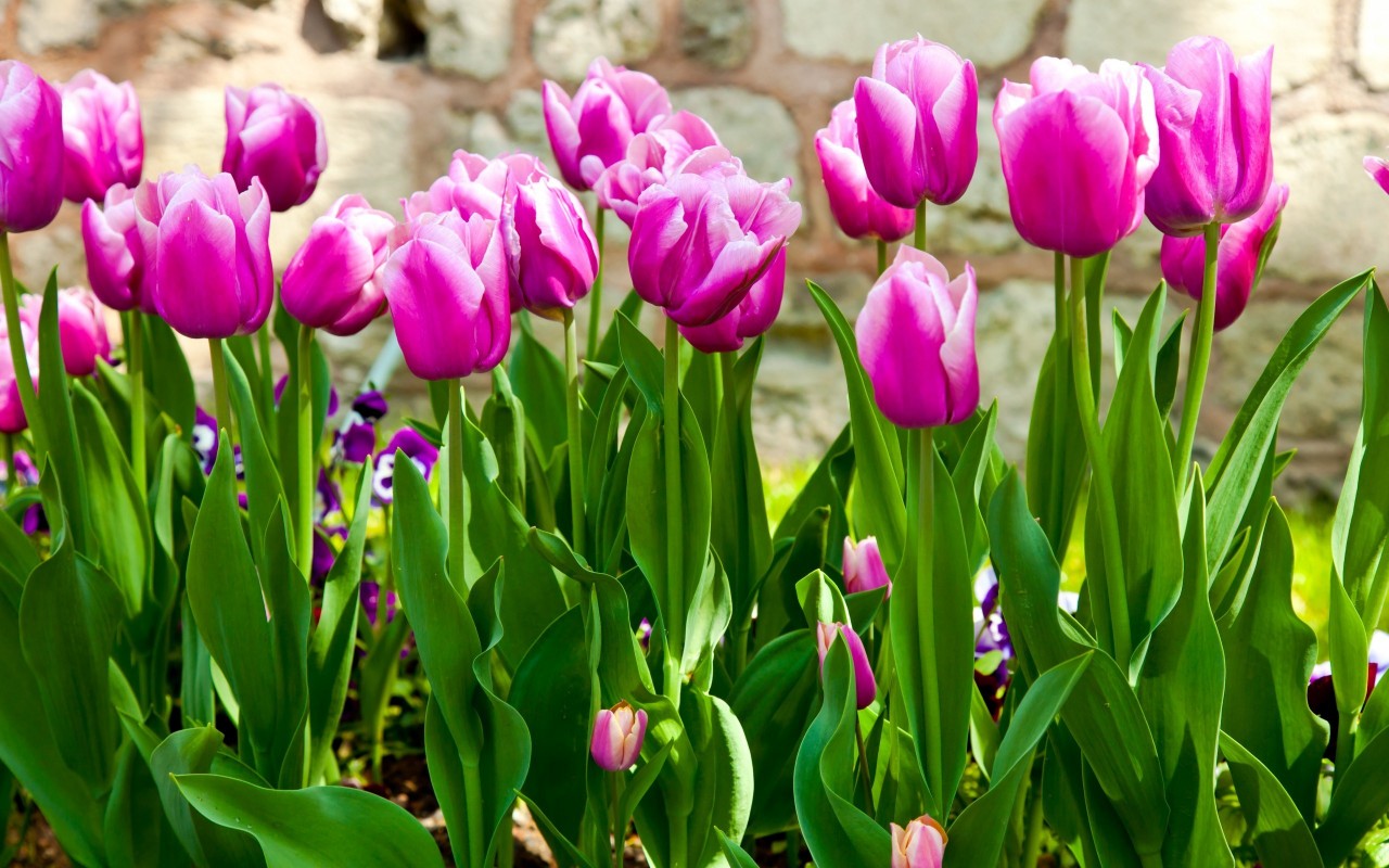 Tìm hiểu truyền thuyết về loài hoa Tulip