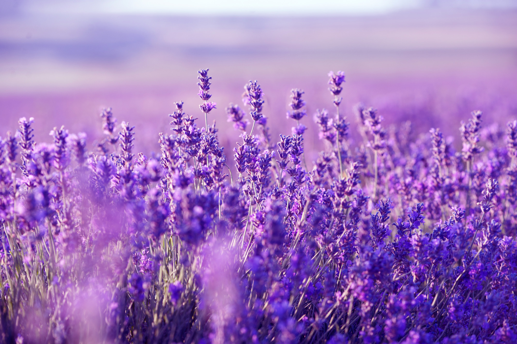 Sự tích hoa oải hương – Lavender