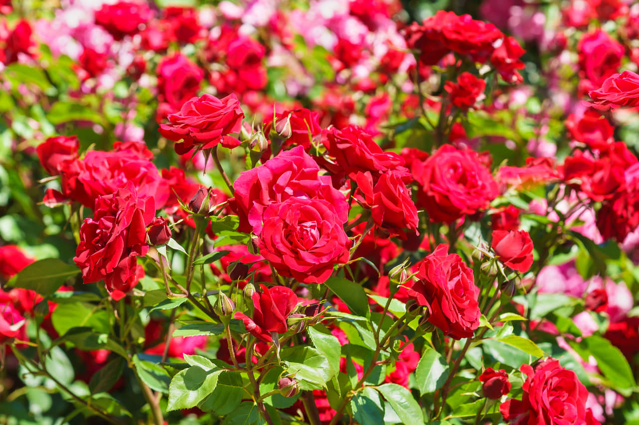 Ý nghĩa của hoa hồng – nữ hoàng các loại hoa