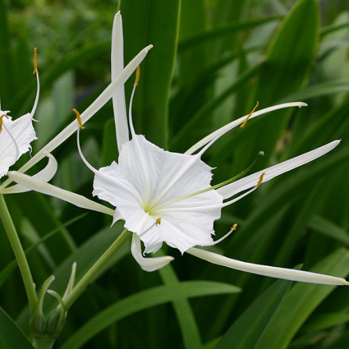 Cách trồng cây Bạch trinh biển nở hoa đẹp sáng trắng