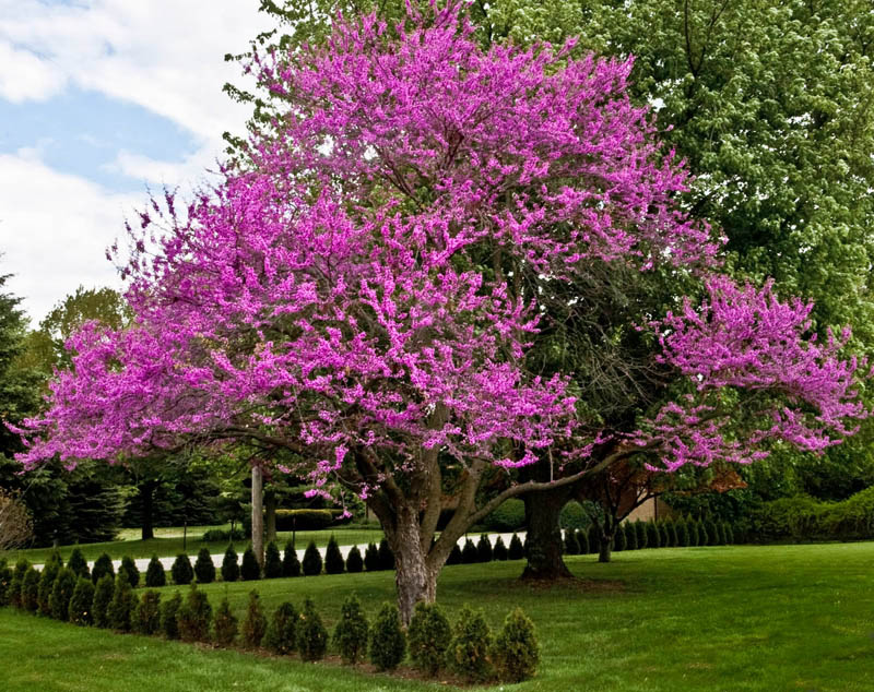 Trồng cây hạnh phúc cho vườn nhà rực rỡ sắc hoa