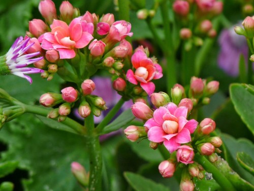 Ý nghĩa của hoa sống đời – loài hoa mang sức sống bền bỉ
