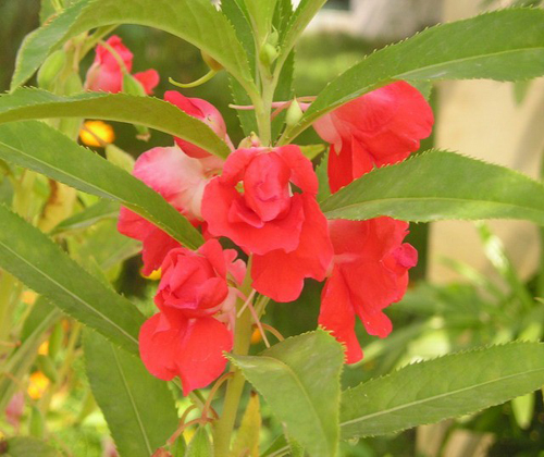Kỹ thuật trồng cây hoa móng tay rực rỡ sắc hương