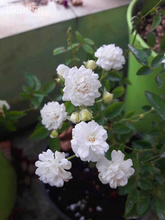 Kỹ thuật trồng hoa hồng bạch trà đẹp thuần khiết