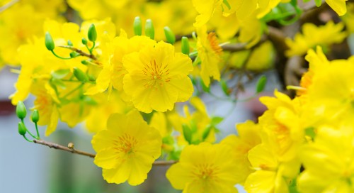 Những bài thơ hay về hoa mai mang sắc vàng trong nắng