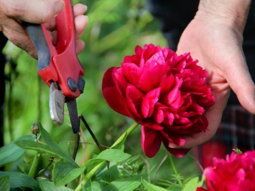 Kỹ thuật cắt tỉa và tạo dáng cho hoa hồng leo nở rực rỡ