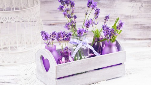 Ý nghĩa hoa oải hương Lavender mang mùi thơm nhẹ nhàng