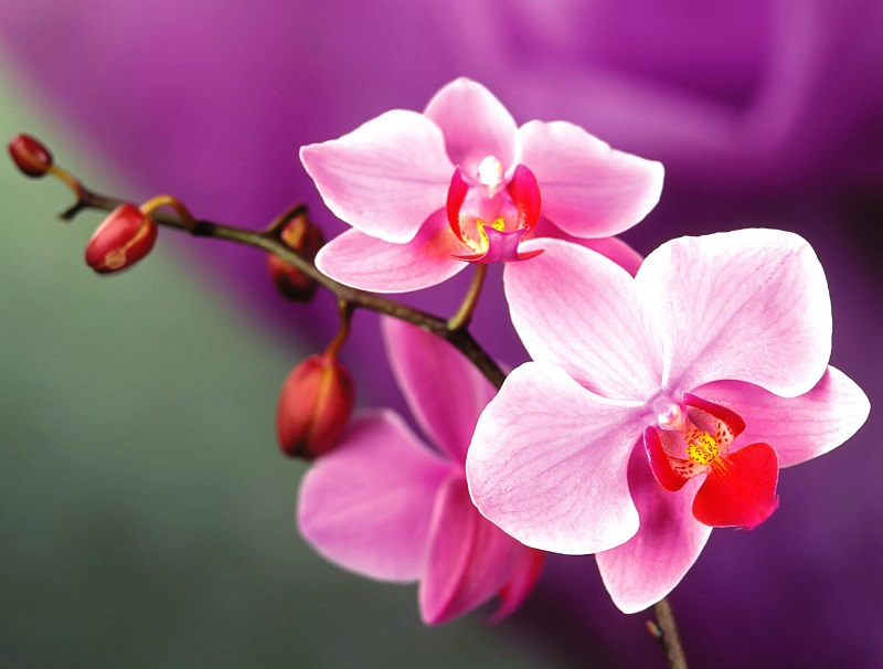 7 cách nhân giống Hoa phong lan