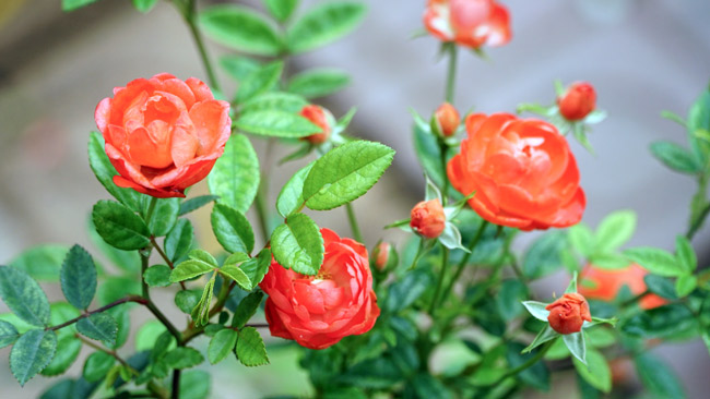 Phòng bệnh cho cây hoa hồng trong những ngày mưa