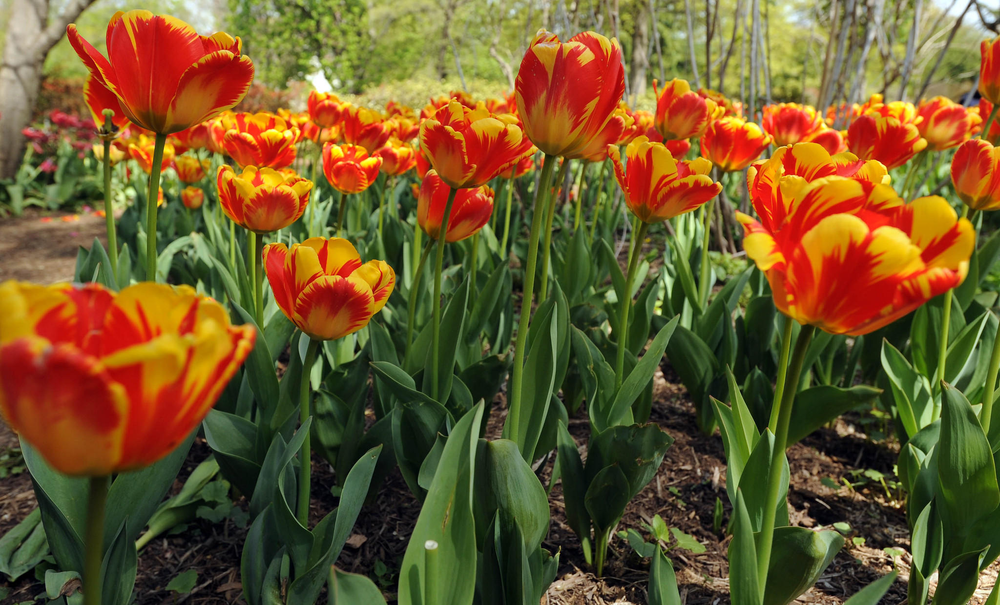 Mẹo hay chăm sóc hoa tulip bung nở dịp Tết Nguyên Đán