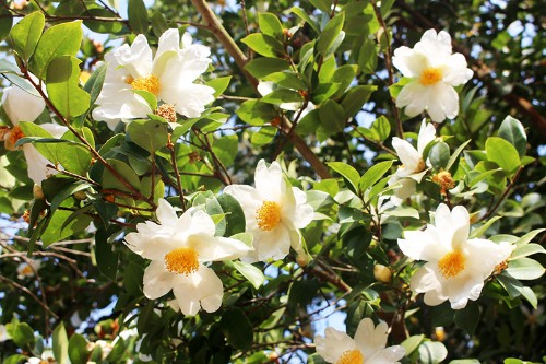 Hoa sở – Camellia oleifera