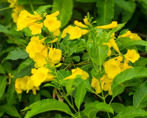 Hoa chuông vàng – Tabebuia aurea