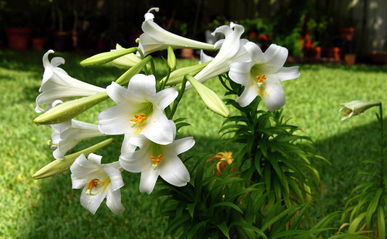 Ý nghĩa hoa loa kèn trắng đẹp tinh khôi biểu tượng thanh khiết
