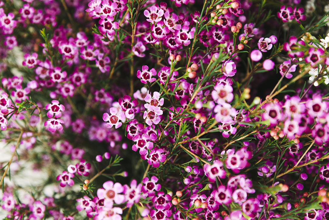 Hoa thanh liễu – Chamelaucium ( Waxflower)