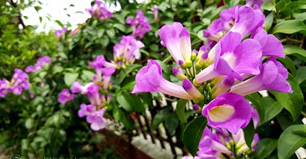 Hoa lan tỏi – Hoa leo mang mùi hương lôi cuốn