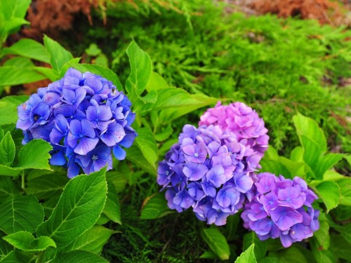 Hướng dẫn giâm cành trồng hoa cẩm tú cầu rực rỡ sắc màu