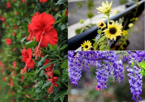 Top 10 loại hoa chịu nắng cực tốt trồng ban công hướng Tây