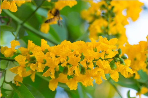 Hoa giáng hương – Pterocarpus macrocarpus