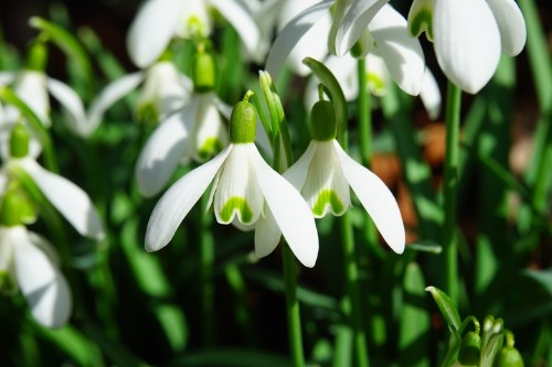 Hoa tuyết điểm (giọt tuyết) – Galanthus