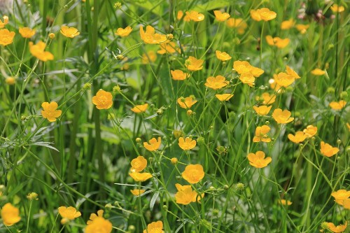 Hoa mao lương vàng – Ranunculus repens