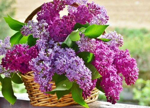Hoa tử đinh hương – Syringa vulgaris