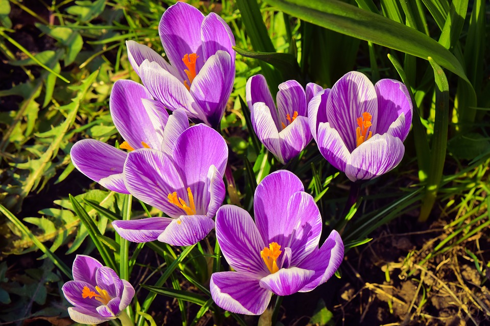 Hoa Nghệ Tây – Crocus sativus