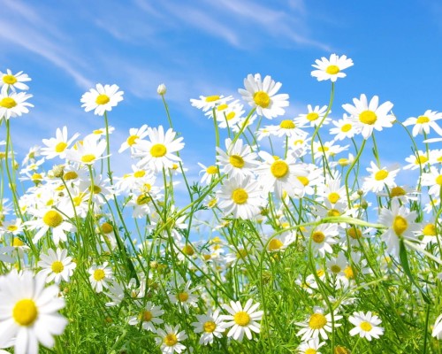 Ý nghĩa hoa cúc hoa mi nhỏ nhắn nổi bật giữa bầu trời xanh