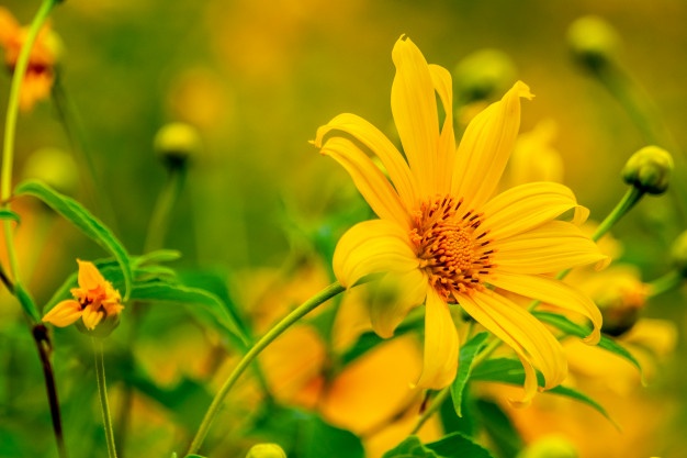 Ý nghĩa hoa dã quỳ mang sắc vàng của nắng đến tháng 11