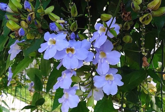 Hoa Cát Đằng – Hoa dây leo sắc xanh bắt mắt vạn người mê