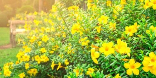 Hoa leo hoàng thảo – Hoa sắc vàng rực rỡ trong nắng