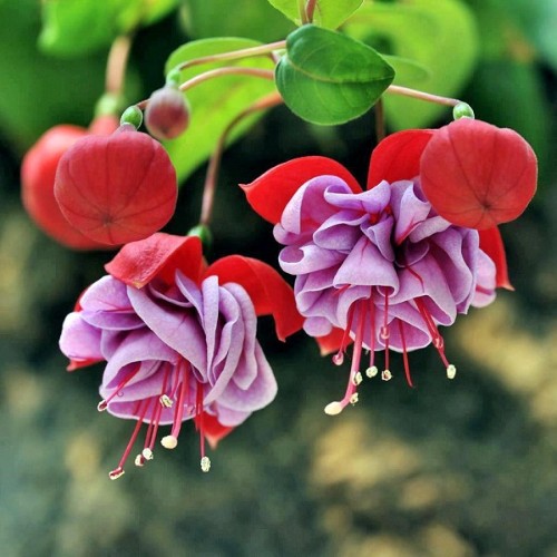 8 loại Hoa trồng trước nhà đảm bảo “hút tiền” về cho gia chủ