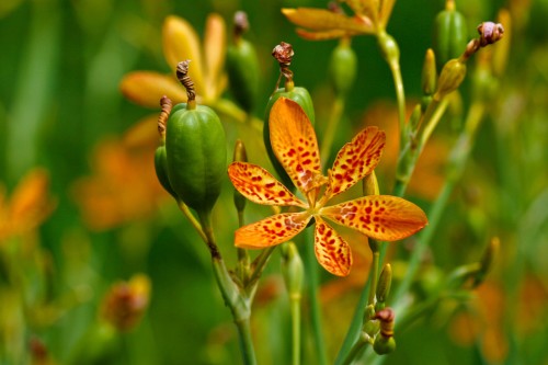 Hoa rẻ quạt ( Xạ can ) – Iris domestica