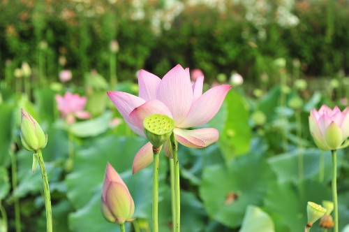 Hoa sen (Lotus) – Nelumbo Nucifera