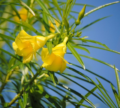 Hoa thông thiên – Cascabela thevetia