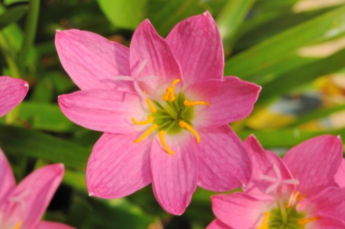 Hoa tóc tiên hồng – Zephyranthes rosea