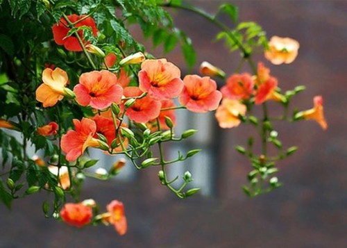 Hoa đăng tiêu – Hoa leo sắc cam tô điểm không gian rực rỡ