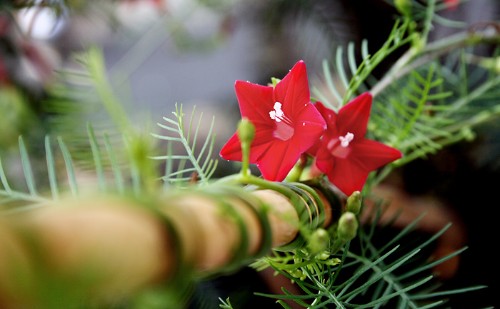 Hoa tóc tiên dây leo thảm xanh điểm xuyết hoa đỏ xinh xắn