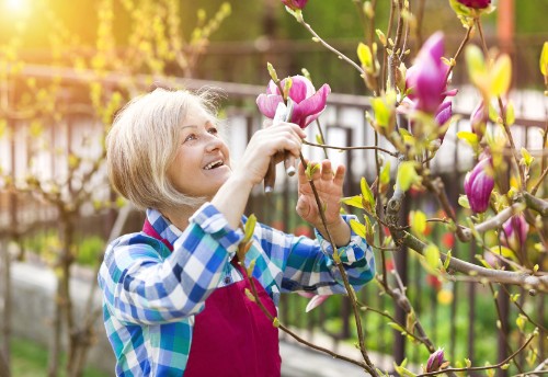 Cắt tỉa cây mộc lan giúp cải thiện sức khỏe kích thích ra hoa