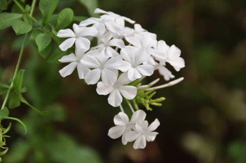 Hoa bạch xà – Plumbago zeylanica