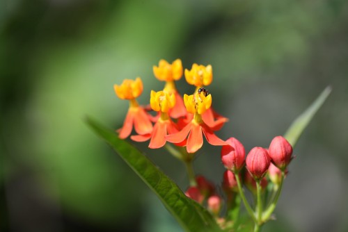 Hoa bông tai – Asclepias curassavica