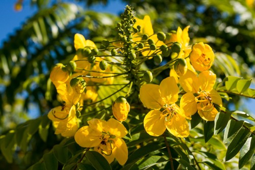 Hoa điệp vàng – Caesalpinia ferrea