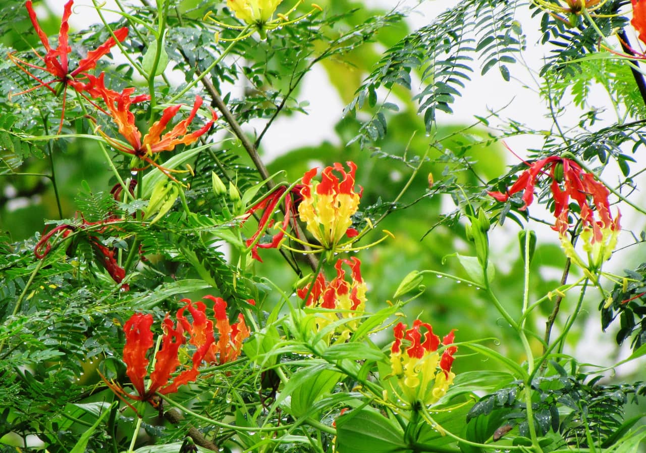 Hoa ly lửa (Hoa ngót nghẻo) – Gloriosa superba